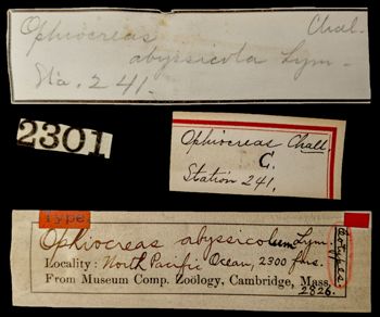 Media type: image;   Invertebrate Zoology OPH-2826 Aspect: labels